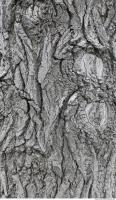 wood tree bark 0003